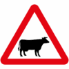 Cattle In Road Ahead Sign - Ref: diag 548